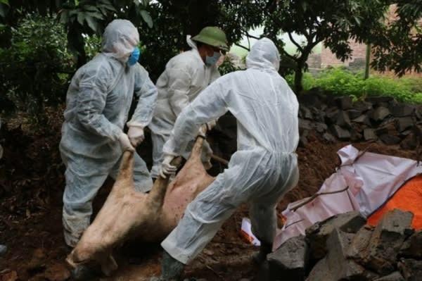 Quảng Ninh: 2 địa phương xuất hiện trở lại bệnh dịch tả lợn Châu Phi