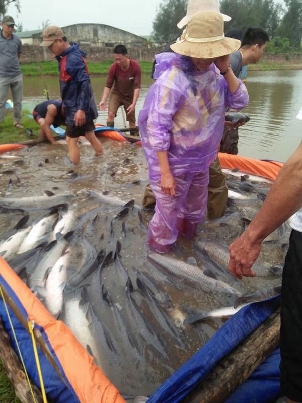 Thái Bình: Một ông nông dân nuôi cá trắm đen, vừa bắt bán 2,7 tấn, nhiều con cá trắm đen nặng tới 14kg