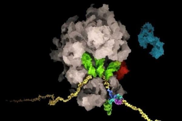 Giới khoa học Thụy Sĩ tìm ra “tử huyệt” của virus SARS-CoV-2