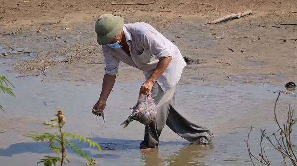 Quảng Trị: Cá chết bất thường quanh KCN Quán Ngang