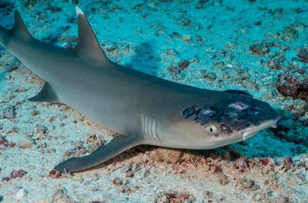 Nghi vấn nước biển nóng lên khiến hàng loạt cá mập mắc bệnh về da