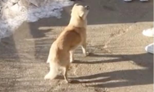 Em chó bị đông cứng… mông khi đi vệ sinh giữa thời tiết âm 17 độ