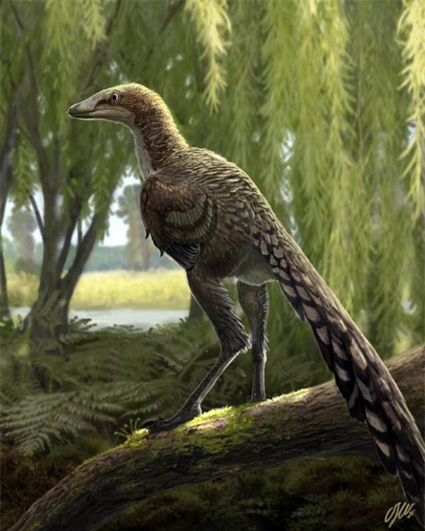 Một loài khủng long mới được phát hiện tại Tây Ban Nha có vẻ ngoài gần giống như loài chim hiện đại