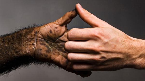 This scientist raised his baby son with A baby chimp