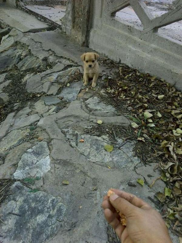 Sự thật rơi nước mắt đằng sau việc chú chó nhỏ liên tục chạy đi xin ăn