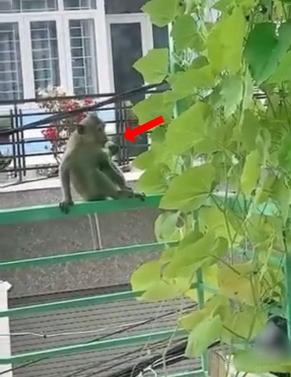 Bầy khỉ Vũng Tàu lại “đại náo” nhà dân để đánh chén sạch rau xanh
