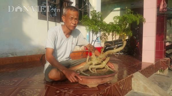 Thái Bình: Đưa “nhân sâm người nghèo” lên làm bonsai, thu tiền to