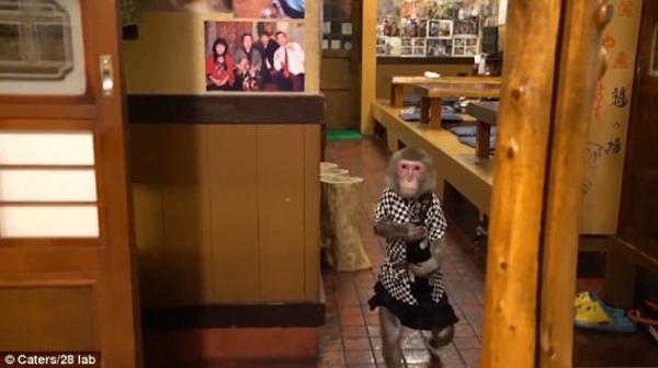 Monkey business: Japanese bar where you are served by a waitress who is cute, FURRY and paid in BANANAS