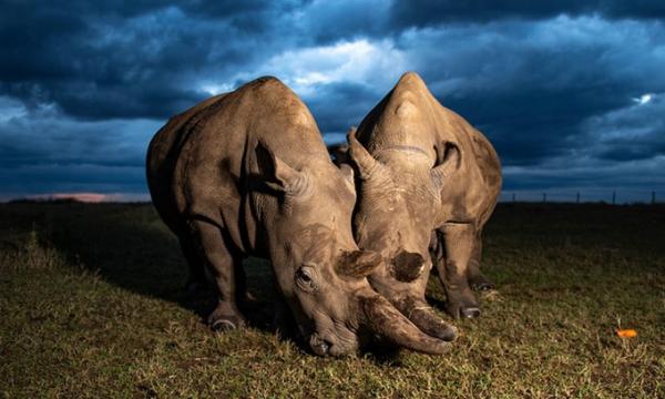 Tạo phôi cứu tê giác sắp tuyệt chủng