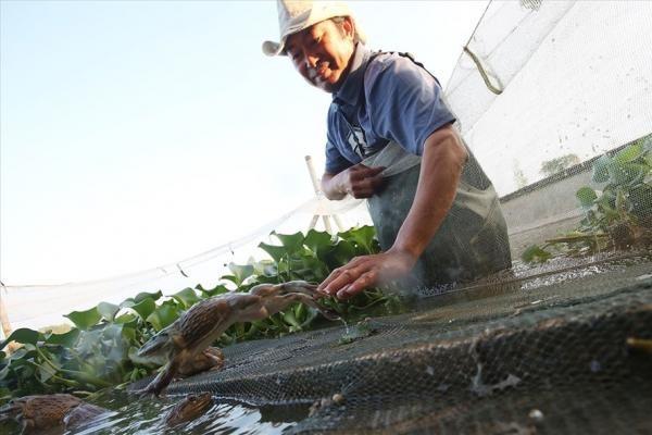 Thái Bình: Kiếm tiền tỉ nhờ nuôi ếch “khủng”