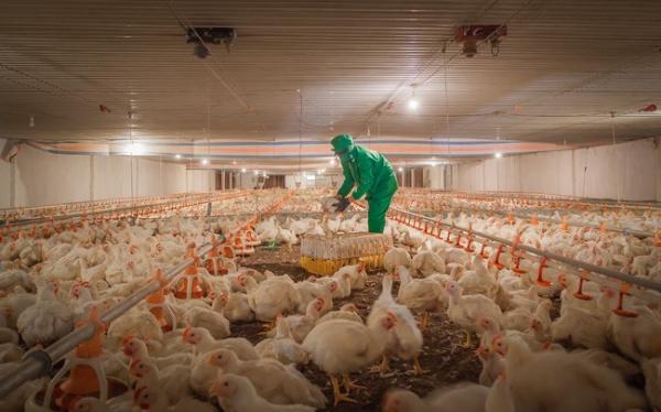 Tây Ninh: Hàng triệu con gà giống bị hủy bỏ, nguy cơ thiếu thịt gia cầm
