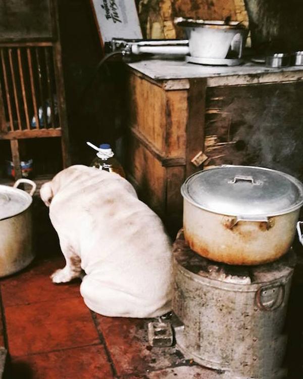 Dân mạng phát cuồng chú chó béo phì mặt mông thích chui rúc xó bếp