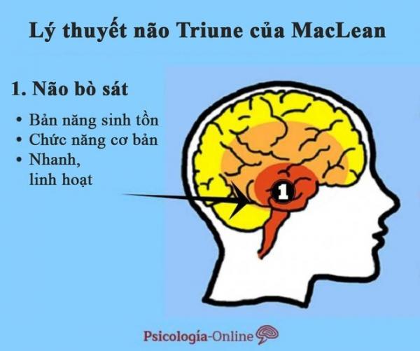 Tại sao lý thuyết 3 não lại ví não người với “não bò sát”, “não thú”...