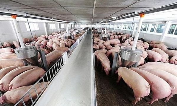 Giá lợn hơi ngày 1/8/2021: Cả 3 miền giảm 1.000 - 6.000 đồng/kg