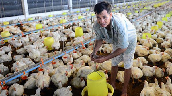 Giá gà trắng ở Tây Ninh chỉ còn 7.000 đồng/kg, người dân phải tiêu hủy gà giống