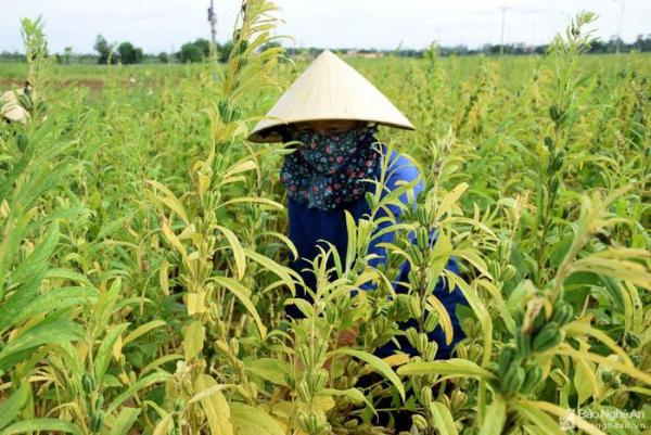 Trồng cây “làm chơi, ăn thật” nông dân Nghệ An thu hàng chục triệu đồng/ha