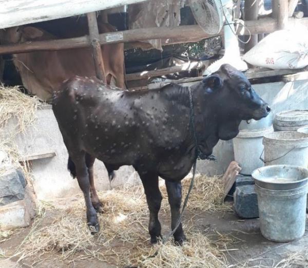 Hơn 2.000 con bò tại Phú Yên bị bệnh viêm da nổi cục