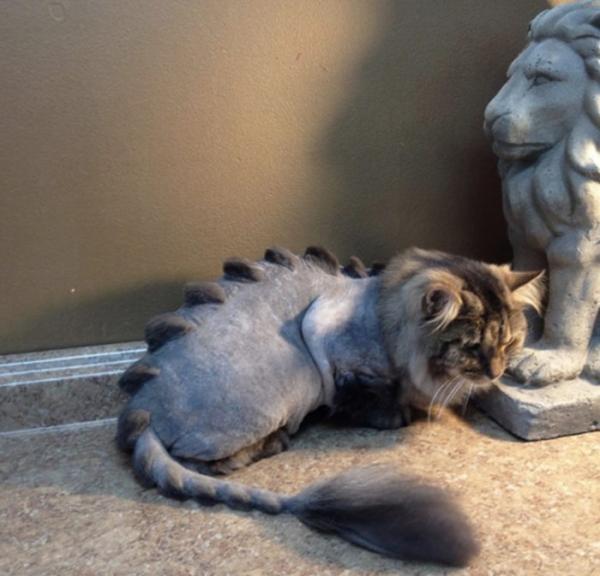 These Cats Really Don’t Seem To Appreciate Their Dinosaur Haircuts And We Should Consider It A Warning