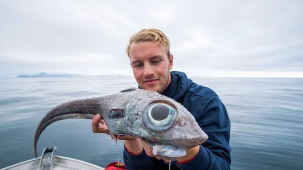 Dinosaur Like Fish With Bulging Eyes Caught In Norway