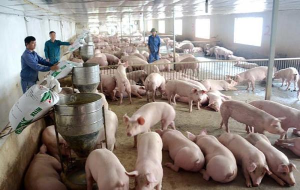 Giá lợn 30.000/kg, “khủng hoảng lịch sử” một lần nữa lặp lại
