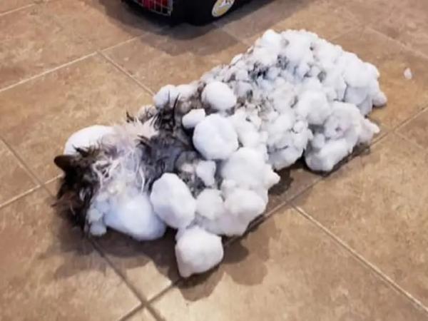 Chú mèo bị đóng băng chôn vùi dưới tuyết -13C, chết đi sống lại 1 cách thần kỳ