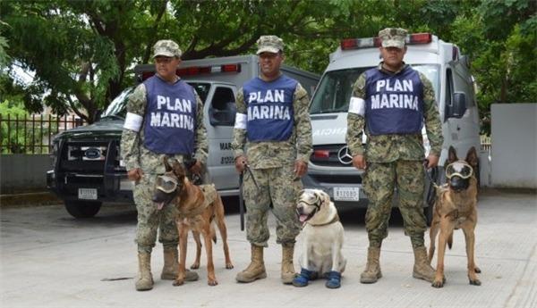 Chú chó anh hùng cứu 52 mạng người và được cả Tổng thống Mexico vinh danh