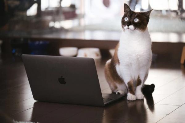 Nhật Bản: Họp từ xa xong sếp vẫn “bắt” online chỉ để ngắm mèo nhà nhân viên