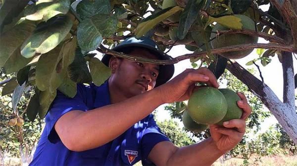 Chán hồ tiêu, cao su, một nông dân ở Gia Lai trồng cây ăn quả và dược liệu VietGAP thu tiền tỷ
