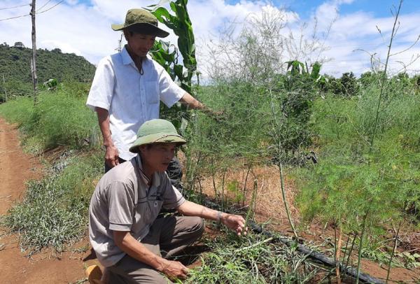 Phú Yên: 10 năm trồng tiêu không khá, 3 năm trồng rau lạ lại rủng rỉnh tiền tiêu