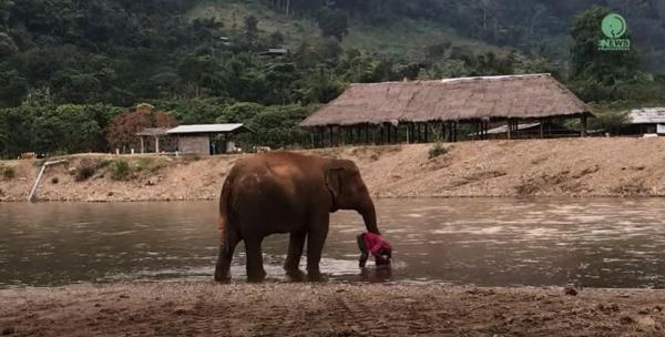 Elephant Prevents Her Human From Going Into The River Alone, And The Footage Is Heart-Melting