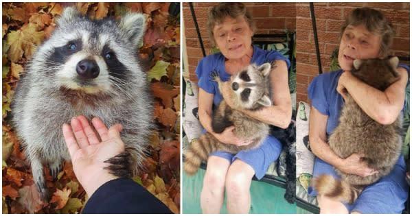 Released Back To The Wild, This Rescued Raccoon Keeps Visiting Her Foster Mom’s House To Snuggle With Her