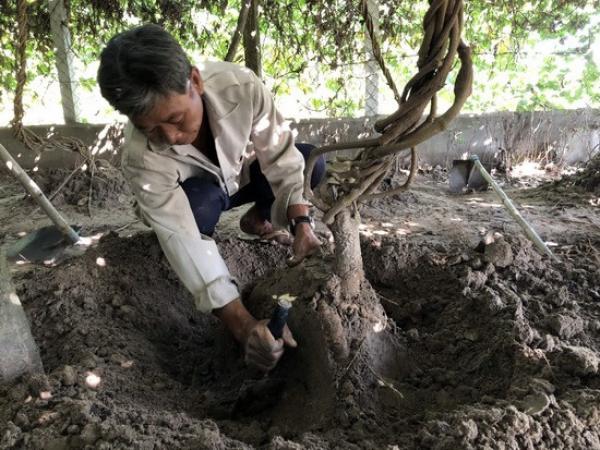 Tây Ninh: Trồng cây dây leo tràn lan, ít phải chăm, đào hàng chục tấn củ ăn mát, nông dân ở đây khá giả