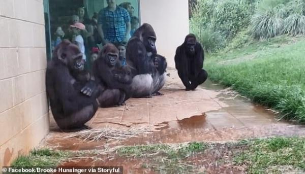 Hài hước: Đàn khỉ đột sống trong sở thú nhăn nhó tìm chỗ trú thân vì cực ghét trời mưa