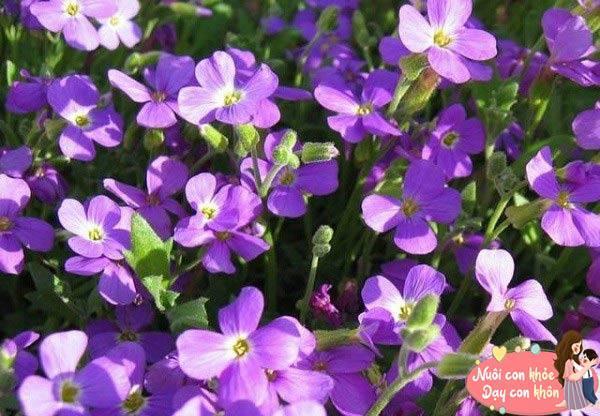Sự tích hoa Violet