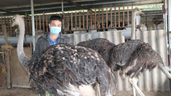 Trồng cỏ voi nuôi loài gà khổng lồ, anh nông dân Bắc Giang, bán một con lãi hàng triệu đồng
