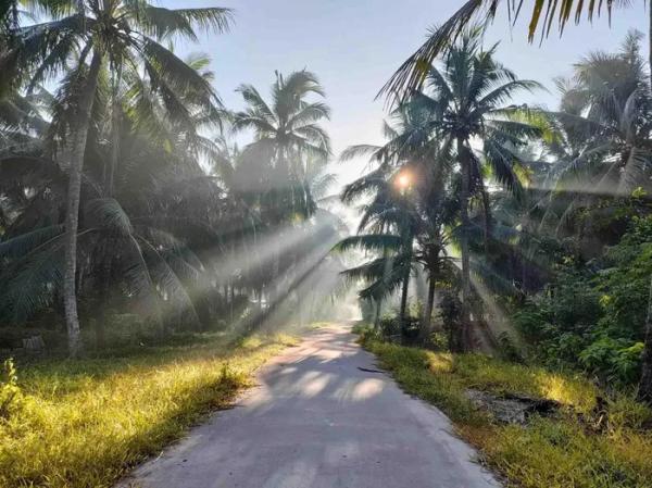 Đẹp yên bình “bức họa đồng quê” xứ dừa Bến Tre
