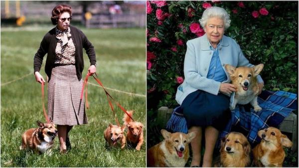 The pet of the late Queen Elizabeth especially loved the sudden increase in price