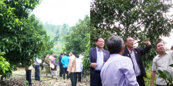 Đoàn công tác tỉnh Sê Kông của Lào thăm mô hình nông nghiệp của các nông dân triệu phú huyện Tiên Phước