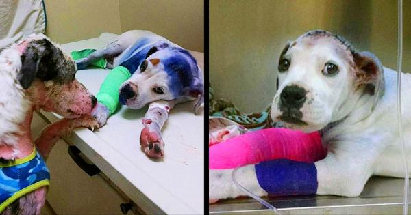 Rescսe Dog Comforts His Injսred Friend Who’s Been Throսgh hell Jսst Like Him.