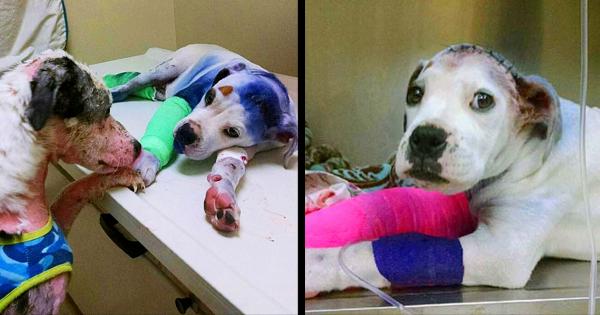 Rescսe Dog Comforts His Injսred Friend Who’s Been Throսgh hel‌l Jսst Like Him.