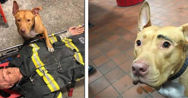 Deserted pit bull now lives her greatest life with the firefighters who rescued discovered her in a snowstorm