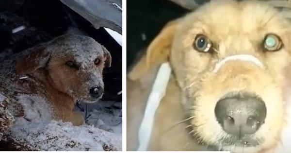 Dog Who Was Shot Sat Shivering All Alone In The Cold Snow