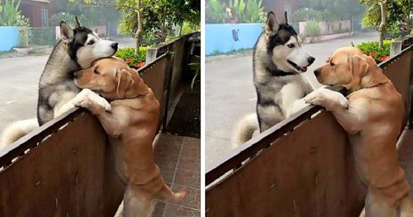 A lonely husky rushes out of the open gate to see his best companion