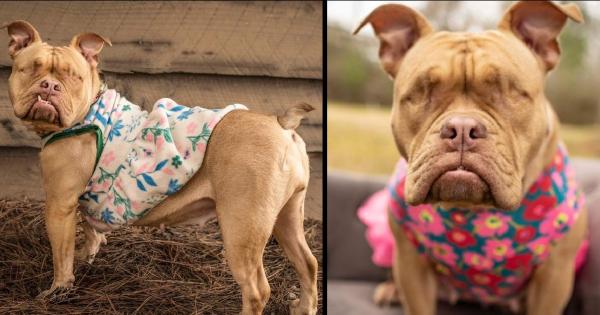 After A Lot Of Pain, An Eyeless Dog That Was Used To Sell Her Young Finds A Happy Home