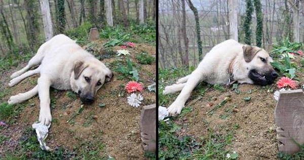 This ‘heartbroken’ dog ran away from home everyday to visit his dead owner’s grave