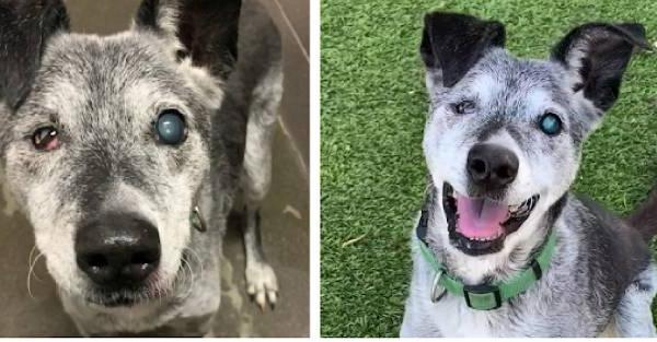 19-Year-Old Dog Given Up Near The End Of His Life Gets A Forever Home