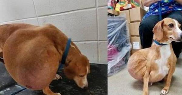 Small Dog with Enormous Tumor and Surrendered for Euthanasia has the Best Life Now
