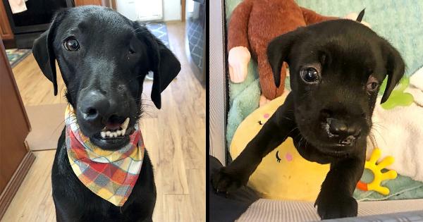 Black Labrador Born With A Cleft Lip And Palate Can Finally Play