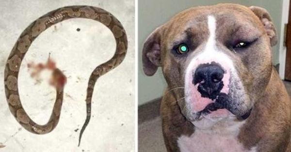 Loyal Pit Bull Leapt Into Action To Save His Human From Venomous Snake