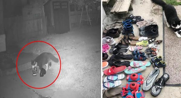 This Cat Loves Stealing His Neighbors’s Shoes So Much Walks 13 km Every Night , His Owner Even Created A Facebook Group To Return